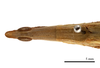 CollectionObject 1538219; 5884eb50-cf75-4c3d-82f3-91c474465706: male head and pronotum, dorsal view (holotype). (CollectionObject).
