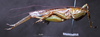 CollectionObject 1532849; 7d5bb87b-59a9-44f8-a8c6-f10f00559889: male, lateral view (lectotype). (CollectionObject).