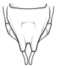 Adapantus (Neoadapantus) pragerorum Naskrecki, 2008: Fig. 3 E. male subgenital plate. (Otu).