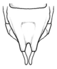 Fig. 3 E. male subgenital plate. Depicts Adapantus (Neoadapantus) pragerorum Naskrecki, 2008, an Otu.