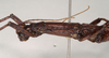 CollectionObject 1562199; NHMUK(SF IMPORT DUPLICATE) 844973, 8b7f5d18-e44d-4a99-82c1-e723db6ced69: copyright Natural History Museum, London. male: head and thorax, lateral view (holotype). (CollectionObject).