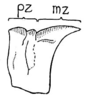 Fig. 42. pronotum, lateral view. Depicts Psinidia fenestralis (Serville, 1838), an Otu.