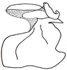 Euschmidtia viridifasciata Descamps, 1973: Fig. 19. phallic complex, lateral view. (Otu).
