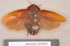 Hyposphaeria stylifera (Burmeister, 1838): Lectotype, male, ventral. BMNH(E)#878097. (Otu).