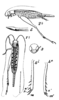 Pentacentrus pulchellus Saussure, 1878: female, 4 hind tibia, 5 tip of ovipositor. (Otu).