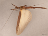 CollectionObject 1562144; ae693930-b631-4500-b1c0-e462940c3224: copyright NHRS, Stockholm. female, dorsal view (holotype). (CollectionObject).