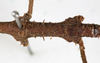 CollectionObject 1557776; db09e5e6-a031-42c2-8b75-5c488b61d0ea: copyright NMW. male: mid-body, dorsal view (syntype). (CollectionObject).;CollectionObject 1557777; 022a4bd5-75b3-4878-9016-fc44d8d98d1b: copyright NMW. male: mid-body, dorsal view (syntype). (CollectionObject).