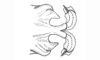 Baeacris morosa (Rehn, 1905): Fig. 13. aedeagaus apex, dorsal view. (Otu).
