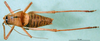 male, dorsal view (paratype of Ephippiger vicheti). Depicts CollectionObject 1502002; fec376f6-37b4-45a3-a89f-5bc9f1946f2e, a CollectionObject.