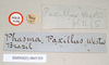 CollectionObject 1561274; b321227c-ed38-4743-8052-c0567dfdf3ec: copyright Natural History Museum, London. male, data labels (holotype). (CollectionObject).