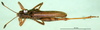 CollectionObject 1500236; a77f3416-5675-411b-b6b7-3464d06d4b8d: male, dorsal view (paratype). (CollectionObject).