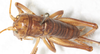 CollectionObject 1531296; c91e1f09-30d7-470c-983c-8e6929d4ea16: female, dorsal view (holotype). (CollectionObject).
