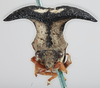 Head on Bulbauchenia bakeri (Funkhouser, 1915): (Observation).