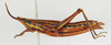 CollectionObject 1572643; 69796b14-0ba7-4462-8bcf-1963829382a8: female, lateral view (allotype). (CollectionObject).