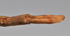 CollectionObject 1561182; ca722f59-5ae0-4d4f-8225-88a048e4085c: copyright NTUC. female: end of abdomen, ventral view (syntype). (CollectionObject).;CollectionObject 1561183; 82a3663e-d3c8-40f6-994b-015a810d7a76: copyright NTUC. female: end of abdomen, ventral view (syntype). (CollectionObject).