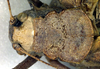 CollectionObject 1500369; 614ca711-6f24-4b58-91ef-ce4d4f6326e4: female pronotum, dorsal view (holotype). (CollectionObject).