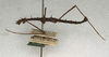 CollectionObject 1558608; 5a706bf4-5e84-4204-8760-98c47d8a075c: copyright NMW, Vienna. male, lateral view (syntype). (CollectionObject).;CollectionObject 1558609; 8d83abb1-bf07-44ce-904f-60d2fbb61f07: copyright NMW, Vienna. male, lateral view (syntype). (CollectionObject).