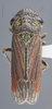 Habitus, dorsal view: !! display not done !! on Cuerna obtusa Oman & Beamer, 1944: Dorsal. (Observation).