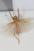 CollectionObject 1505638; 0bbf1226-1d82-4644-b188-e18f054a49e6: Female, dorsal view (syntype). (CollectionObject).