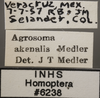 Other on Agrosoma akenalis Medler, 1960: Labels. (Observation).