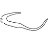 Pygofer, lateral view: Pygofer dorsal appnedage. (Observation).