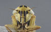 Head: !! display not done !! on Cicadula (Cicadula) quadrinotata (Fabricius, 1794): Head/Face. (Observation).