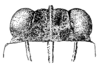 Bolivaritettix lativertex (Brunner von Wattenwyl, 1893): Fig. 29 (after holotype). female, vertex, dorsal view. (Otu).