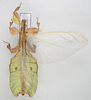 CollectionObject 1600493; ab76dd69-e627-4e2d-beac-137325cdaa4b: collection/copyright Frank Hennemann. male, dorsal view (paratype). (CollectionObject).
