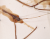 CollectionObject 1559984; b038bffd-060c-4102-a8e9-78f382141b50: copyright SAM, Adelaide. male of Necroscia bella (holotype). (CollectionObject).