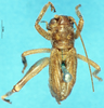 CollectionObject 1506908; cb9ec441-2fdc-494c-8d6d-de6f6518cf7f: male, dorsal view (holotype). (CollectionObject).