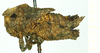 CollectionObject 1532567; 46c2e601-7b99-4d3f-9b3c-b24252205cc9: female, lateral view (lectotype). (CollectionObject).