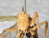 CollectionObject 1531627; 7f91883d-5c6a-473a-8ec2-8d3260466103: female, frontal view (holotype). (CollectionObject).