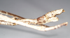 CollectionObject 1557409; NHMUK(SF IMPORT DUPLICATE) 844925, aec714da-ab35-4aa6-987c-746d0eb5e90d: copyright Natural History Museum, London. female: end of abdomen, lateral view of Ischnopoda episcopalis (syntype). (CollectionObject).