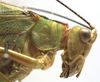 CollectionObject 1505866; 4a9fc905-6cd5-439c-806a-77207d09e73d: female pronotum lateral (syntype). (CollectionObject).