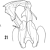 Pygofer, ventral view: !! display not done !! on Bothriocera knulli Caldwell, 1943: (Observation).