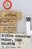 CollectionObject 1517675; f9560a19-504a-457f-b207-0b288f0c9f6b: labels (holotype). (CollectionObject).
