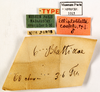CollectionObject 1587148; MNHN(SF IMPORT DUPLICATE) MNHN-EP-EP1015, b9ad3b65-0810-45d4-8e6c-99cdd6b5f26c: CC BY-NC-ND 4.0/MNHN - Depraetere Marion - 2014. Non type, male. Specimen number: MNHN-EP-EP1015. http://coldb.mnhn.fr/catalognumber/mnhn/ep/ep1015. (CollectionObject).