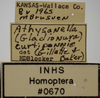 Other on Athysanella (Gladionura) curvata Ball & Beamer, 1940: Labels. (Observation).