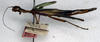 CollectionObject 1558278; 1e8b9b7c-bf77-4366-baa6-64d629c4e691: copyright NMW. female (paralectotype). (CollectionObject).;CollectionObject 1558279; 4dc907bb-5116-48cf-a153-4ac1d6c68843: copyright NMW. female (paralectotype). (CollectionObject).