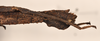 CollectionObject 1558464; 265a6e3d-8035-485c-aba9-aec681d49b9a: copyright OUMNH. female: end of abdomen, lateral view (syntype). (CollectionObject).;CollectionObject 1558465; d166c98e-8403-4894-9ef3-61957b4ef40b: copyright OUMNH. female: end of abdomen, lateral view (syntype). (CollectionObject).