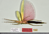 CollectionObject 1562805; 99696c7c-edd5-4da3-b08c-329470ef5285: copyright QMBA. female, ventral view (holotype). (CollectionObject).