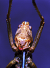 CollectionObject 1541577; fc16d8d3-40db-4d31-905e-d1c0fcf24ffd: male, frontal view (topotype). (CollectionObject).