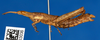 CollectionObject 1579431; 8c3f766c-41cc-4e39-8a84-e68e9a92e5be: female, lateral view. (CollectionObject).