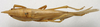 CollectionObject 1535042; eba9ef2d-80d0-4c3f-ba1a-b6582fdc43ad: female habitus, dorsal view (lectotype). (CollectionObject).