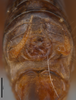 CollectionObject 2062465; ec68273a-0d45-4f85-91be-57200849f89a: Female, tenth tergite. (CollectionObject).