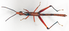 CollectionObject 1540727; 010ea472-90a9-4351-976d-5b3b3fd771f7: male, dorsal view (holotype). (CollectionObject).