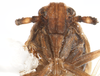 Head: !! display not done !! on Peregrinus maidis (Ashmead, 1890): (Observation).