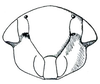 Head: !! display not done !! on Pendarus (Remadosus) Ball, 1929: Remadosus magnus, face. (Observation).