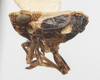 Habitus, lateral view: !! display not done !! on Protrocha orbiculata (Ball, 1935): (Observation).