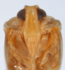 Head: !! display not done !! on Omolicna texana (Caldwell, 1944): (Observation).